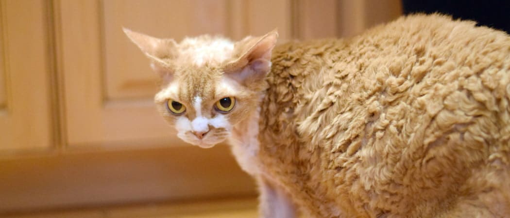 Devon Rex Devon Rex