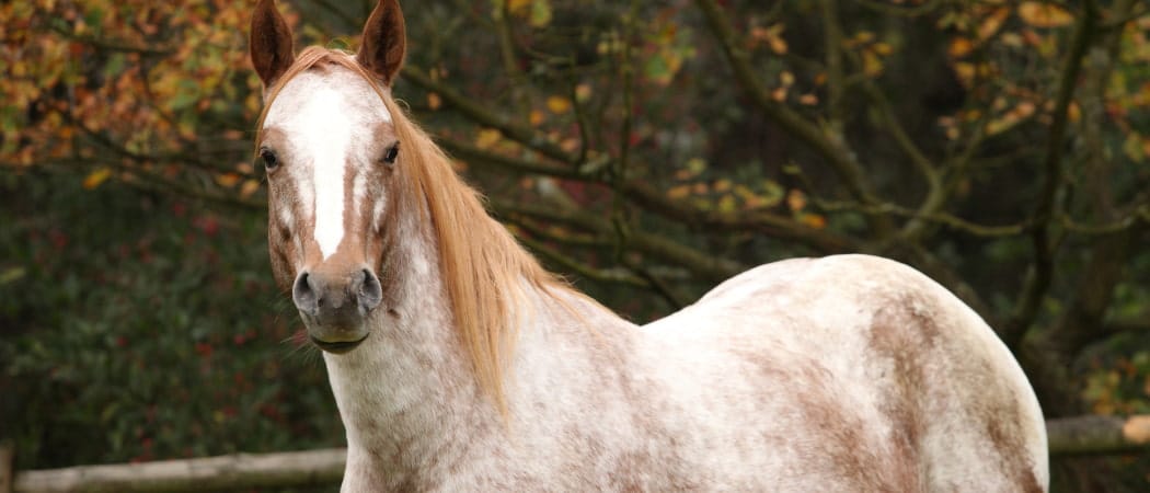 Nederlandse Appaloosa