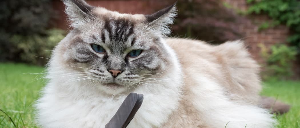 Een Lijst Van De Mooiste Kattenrassen Ter Wereld Allemaalbeestjes 4961