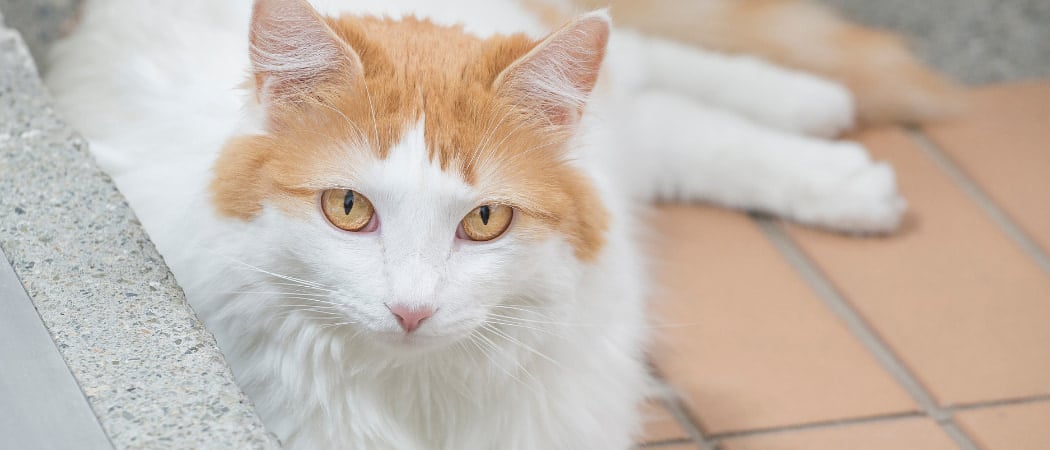 Turkish Van Turkish Van